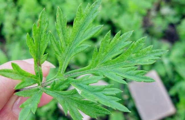 艾葉泡腳的功效與作用：長期用艾葉泡腳，身體會有哪些改變？